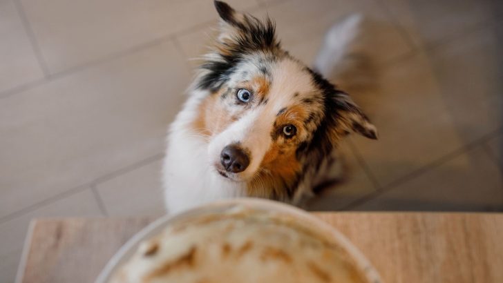 7 Healthiest And Best Dog Food For Australian Shepherd Choices
