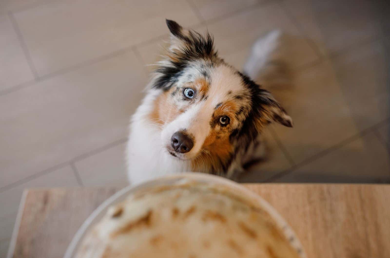 Australian Shepherd looking up at his food