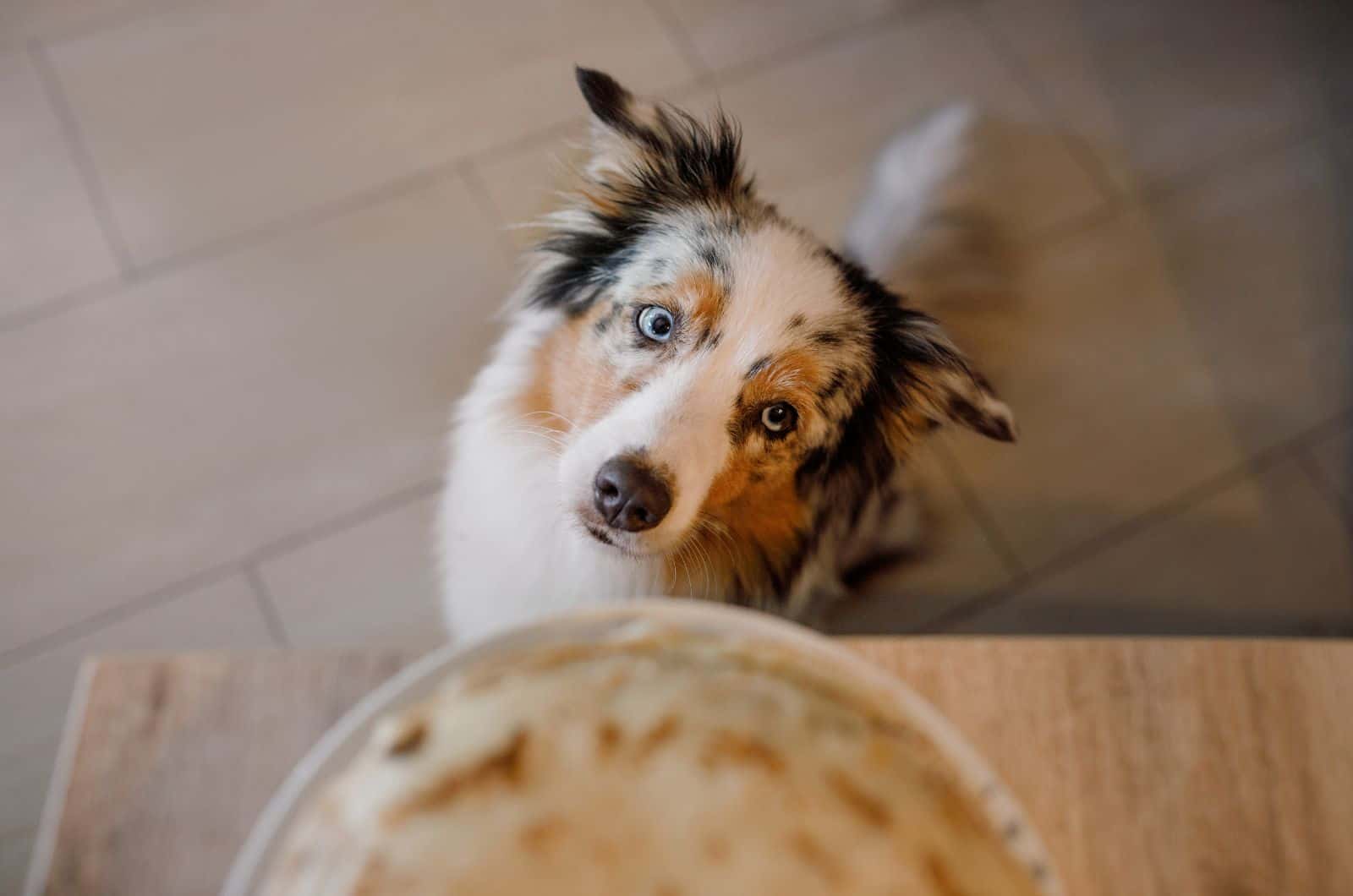 7 Healthiest And Best Dog Food For Australian Shepherd Choices