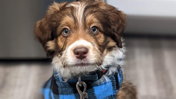 7 Mini Aussiedoodle Breeders In The States With Pawfect Pups