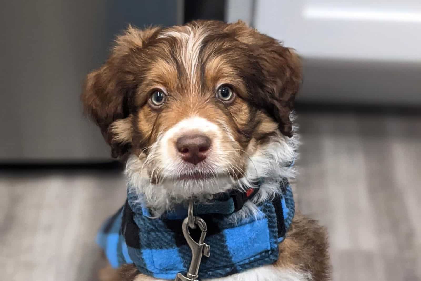 cute mini aussiedoodle posing