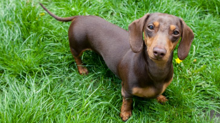 715 Best Brown Dog Names For Chocolate Pooches
