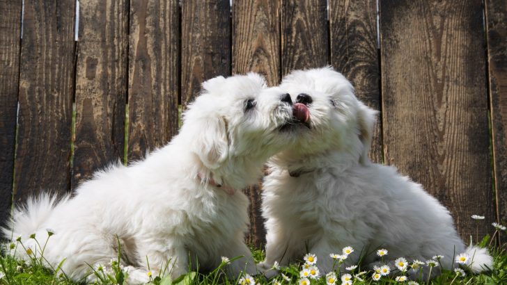 8 Creditable Coton De Tulear Breeders Across The States