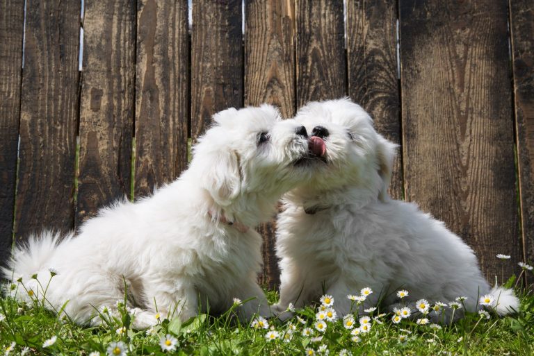 two cute Creditable Cotons licking each other