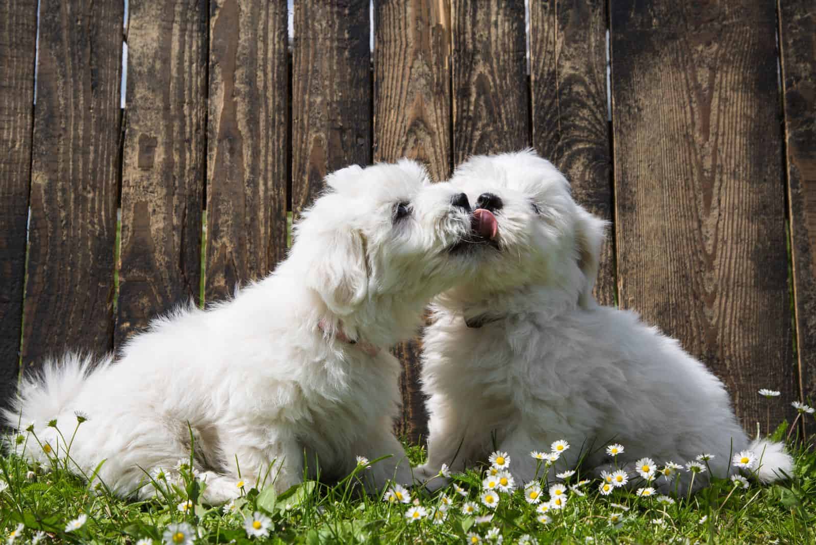 8 Creditable Coton De Tulear Breeders Across The States