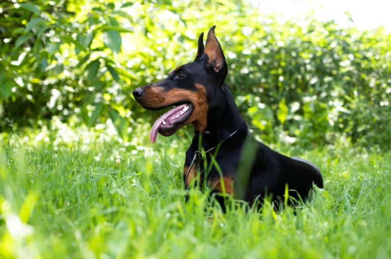 doberman sitting in the grass