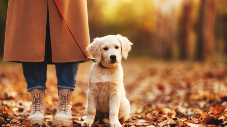 8 Labrador Breeders In Colorado For A Lifetime Of Friendship