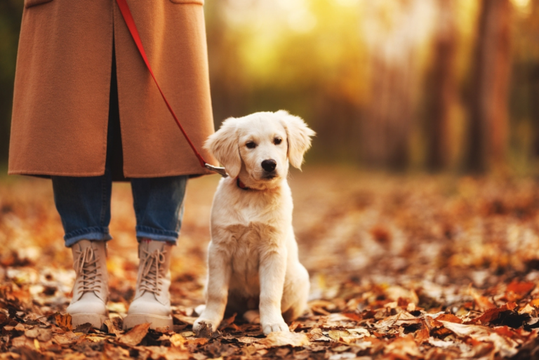 labrador sits on a leaf with a leash around his neck