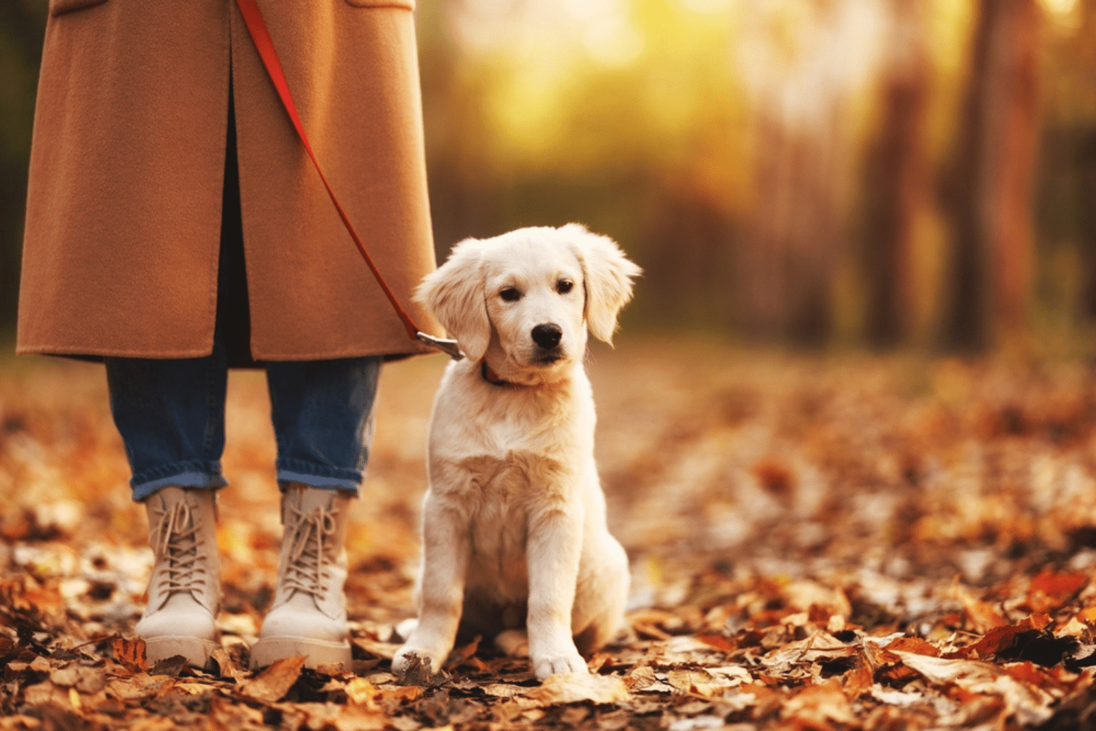 8 Labrador Breeders In Colorado For A Lifetime Of Friendship