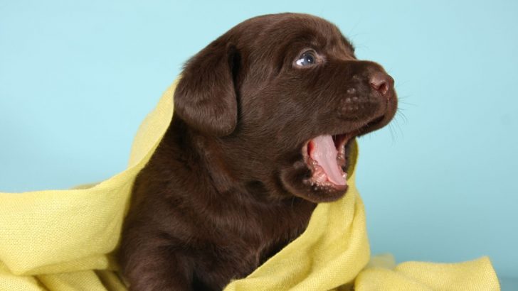 8 Puppy Teething Symptoms Every Dog Owner Should Know