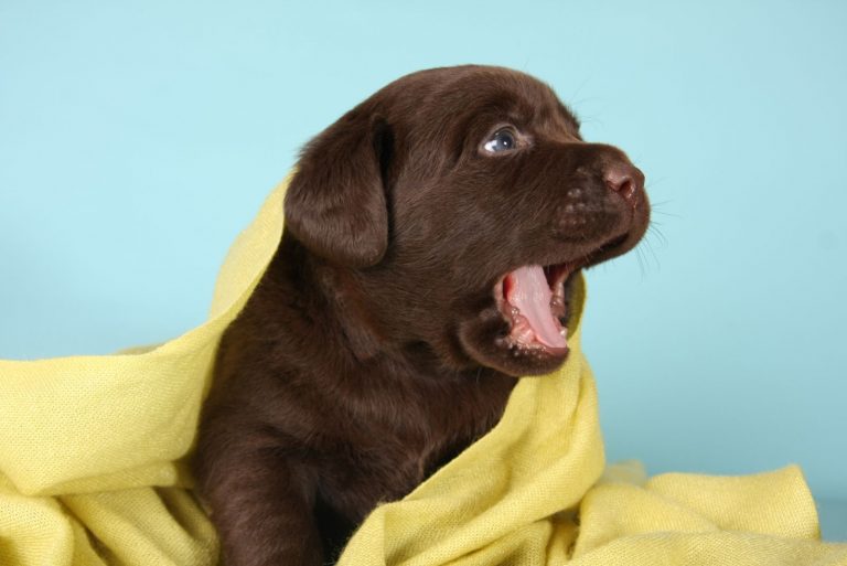 puppy dog whines