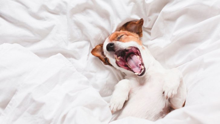 8 Reasons For Dog Barking In Sleep