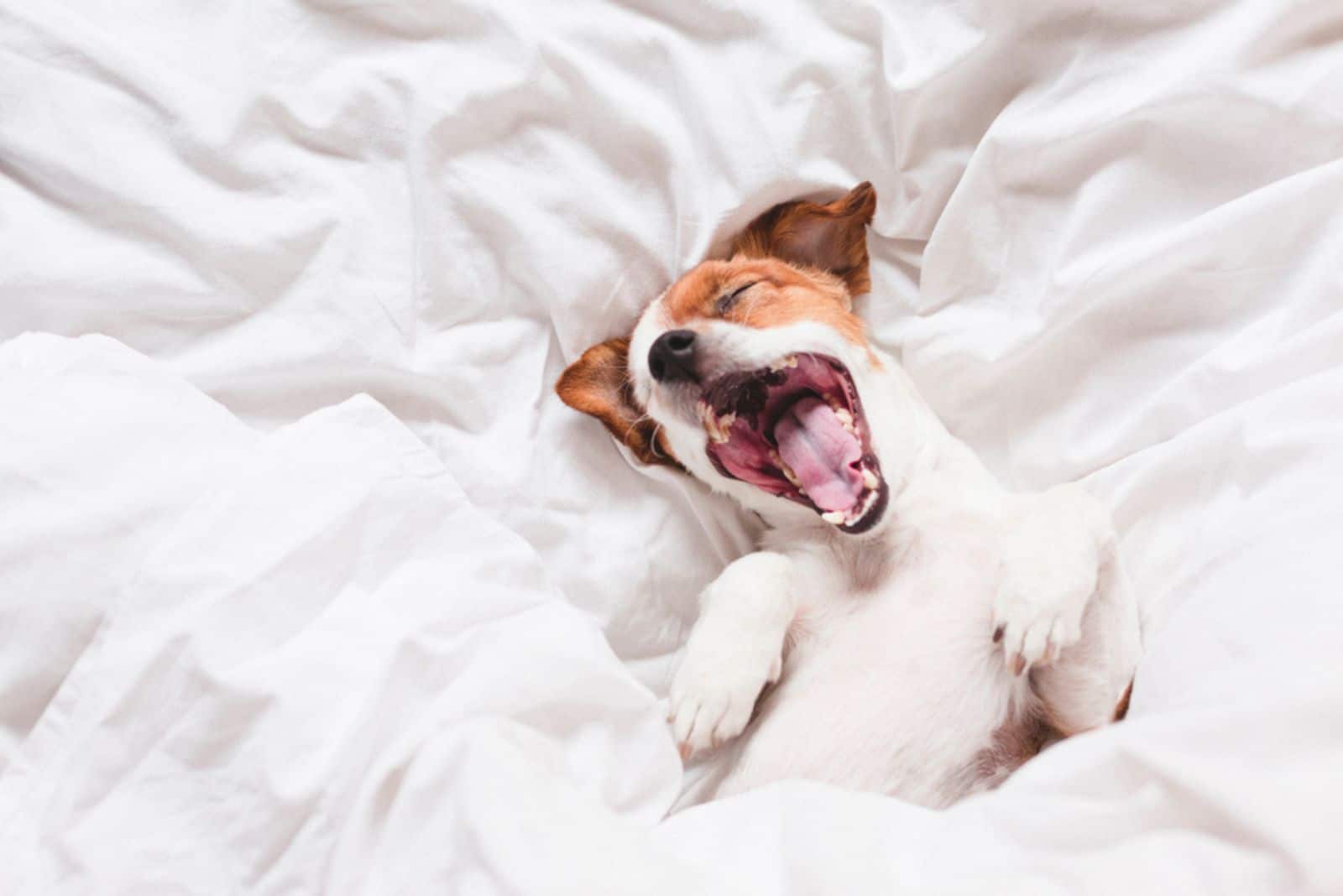 8 Reasons For Dog Barking In Sleep