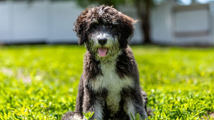 9 Bernedoodle Breeders In Texas: Lone Star State Doodles
