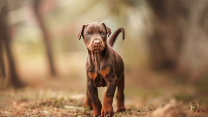 9 Best Doberman Breeders in Minnesota — Find Your Dobie