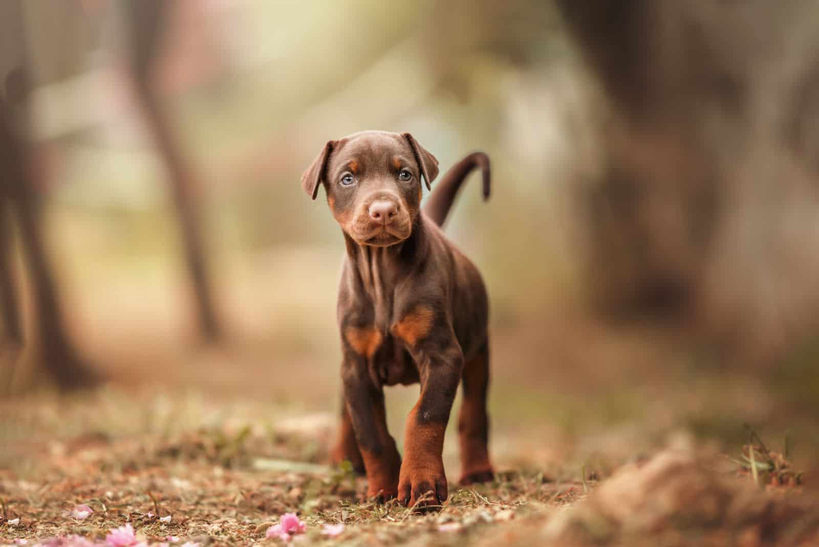 9 Best Doberman Breeders in Minnesota — Find Your Dobie