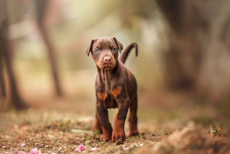 Doberman walks in the forest
