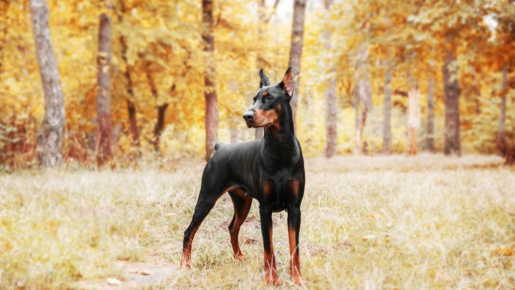 9 Doberman Breeders In Colorado With The Best Reputation