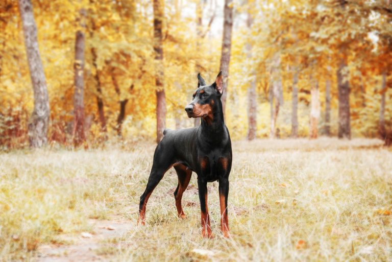 Doberman standing outside in woods