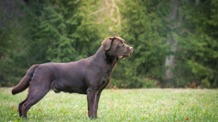 9 Labrador Breeders In Minnesota: Gopher State’s Finest