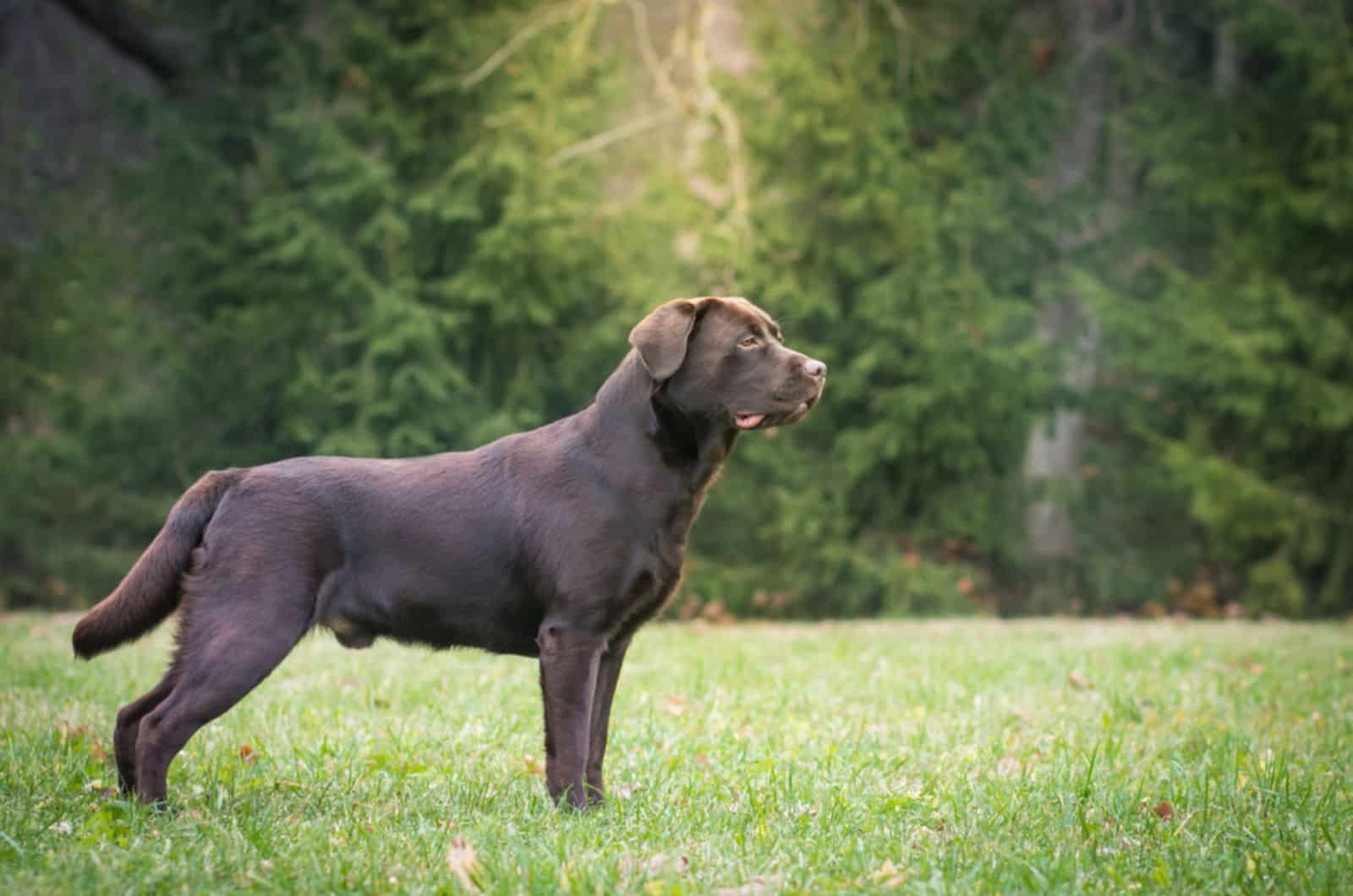 labrador retriever dog standing on a lawn