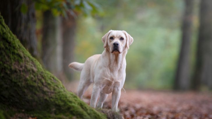 9 Labrador Breeders In New York That You Can Trust