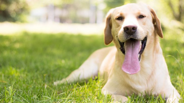 9 Labrador Breeders In Ohio For Lovers Of This Dog Breed