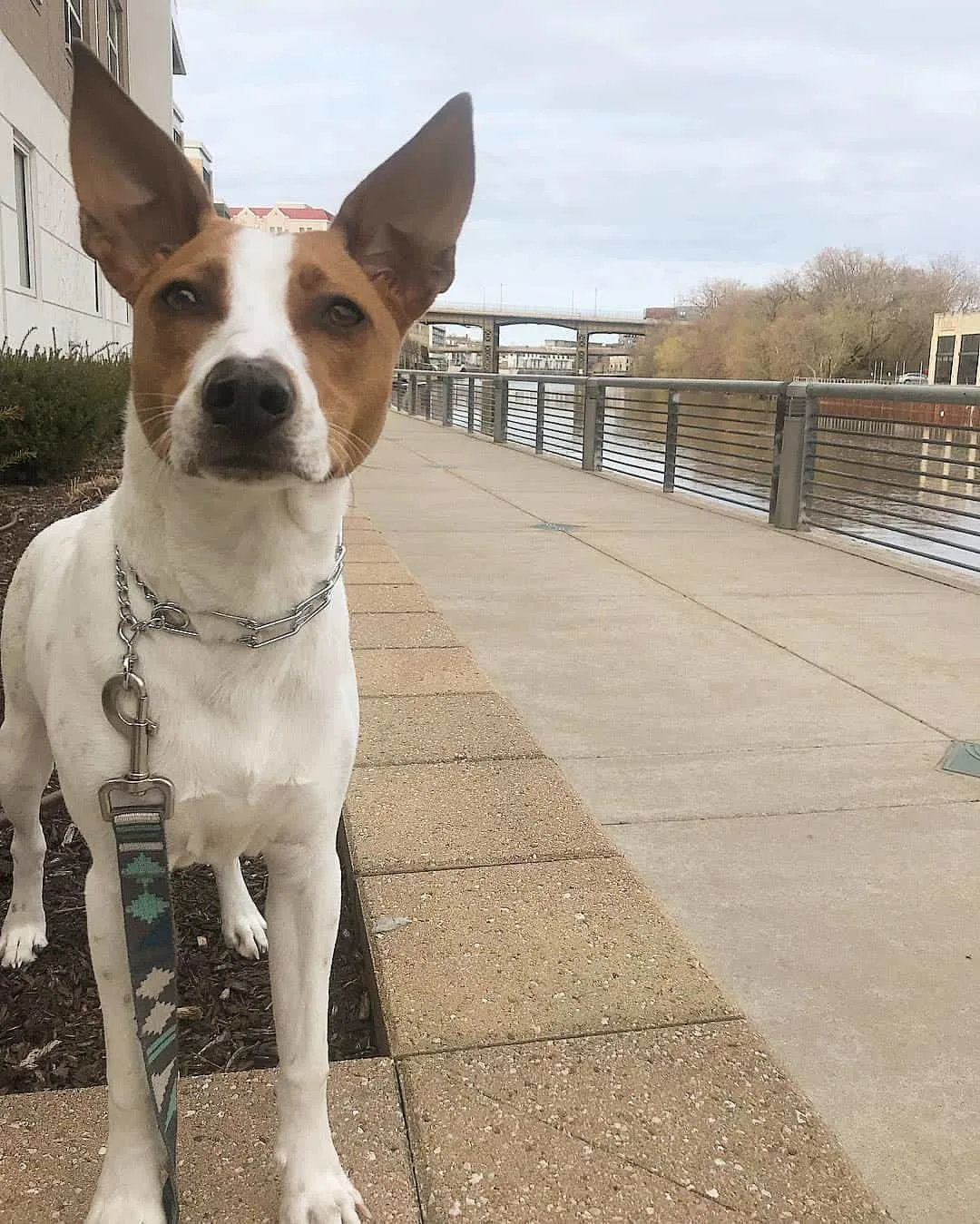 A Basenji Jack Russell Mix is standing on the street