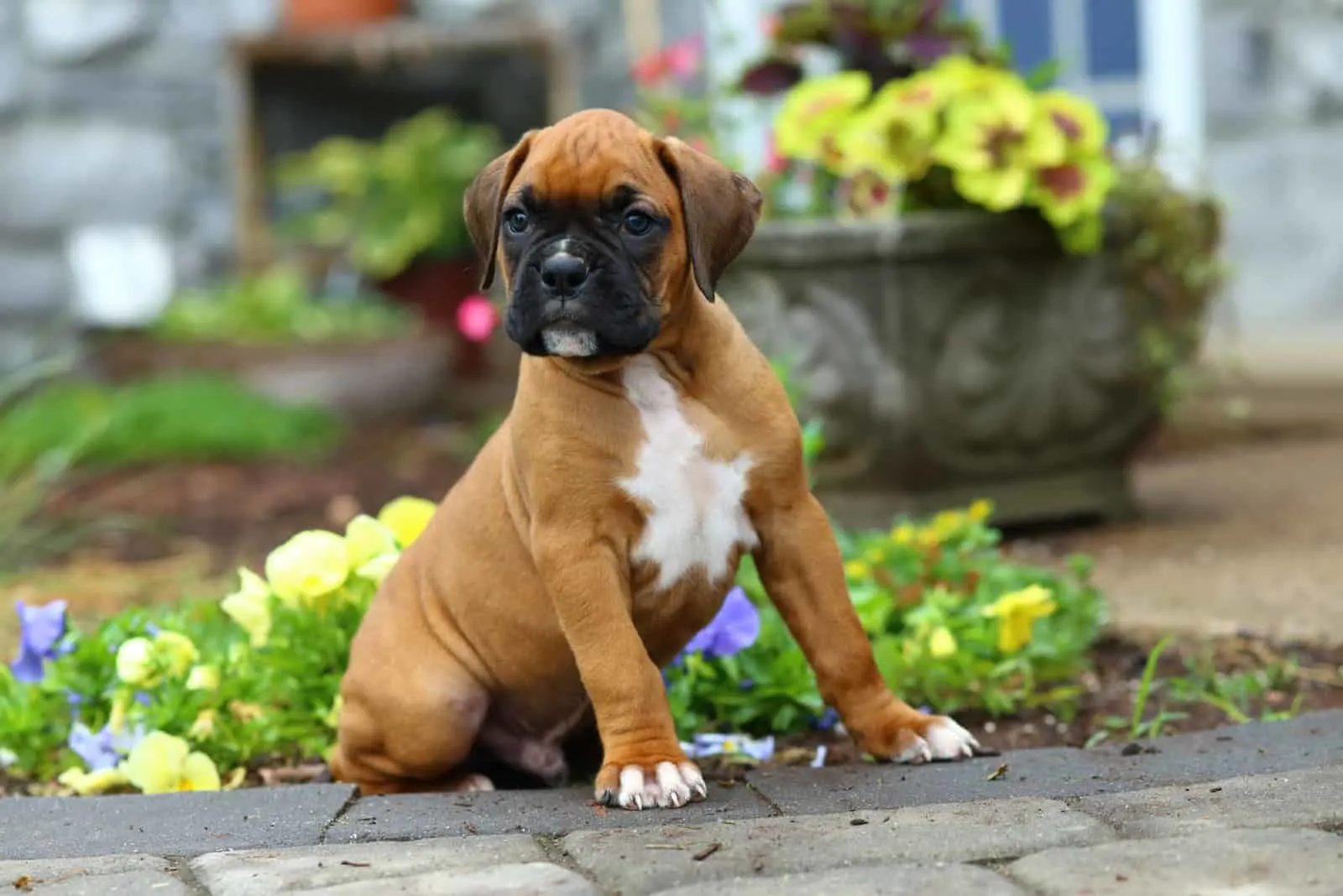 A Boxer puppy sits on a stone path