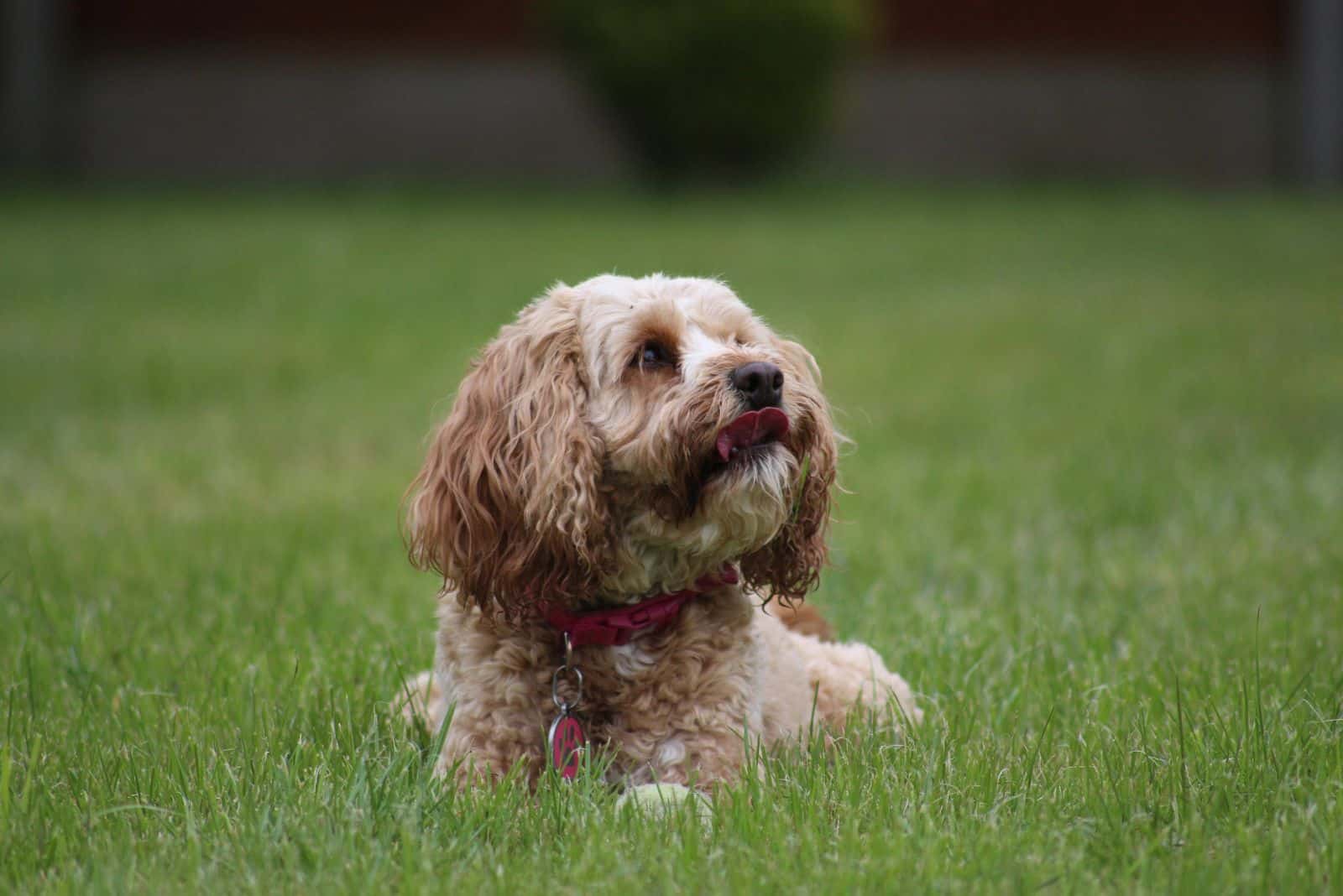 A Cavapoo is lying in a field and looking at the sky