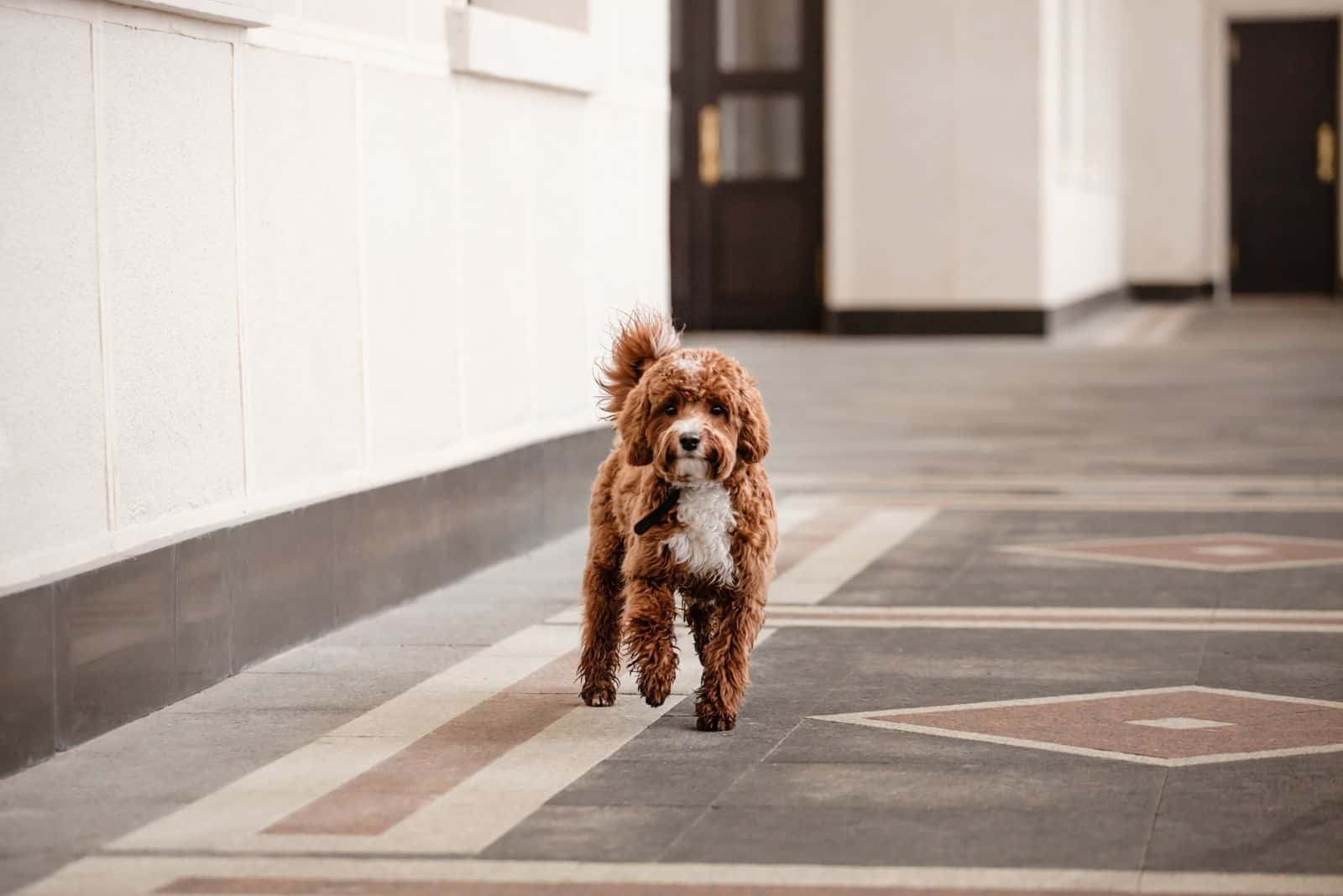 A Cavapoo is walking down the street