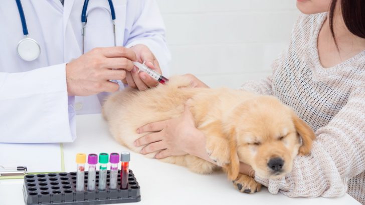 A Closer Look Into Testing For Allergies In Dogs