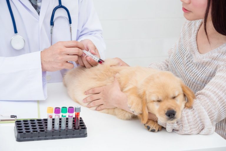 blood sampling in a dog