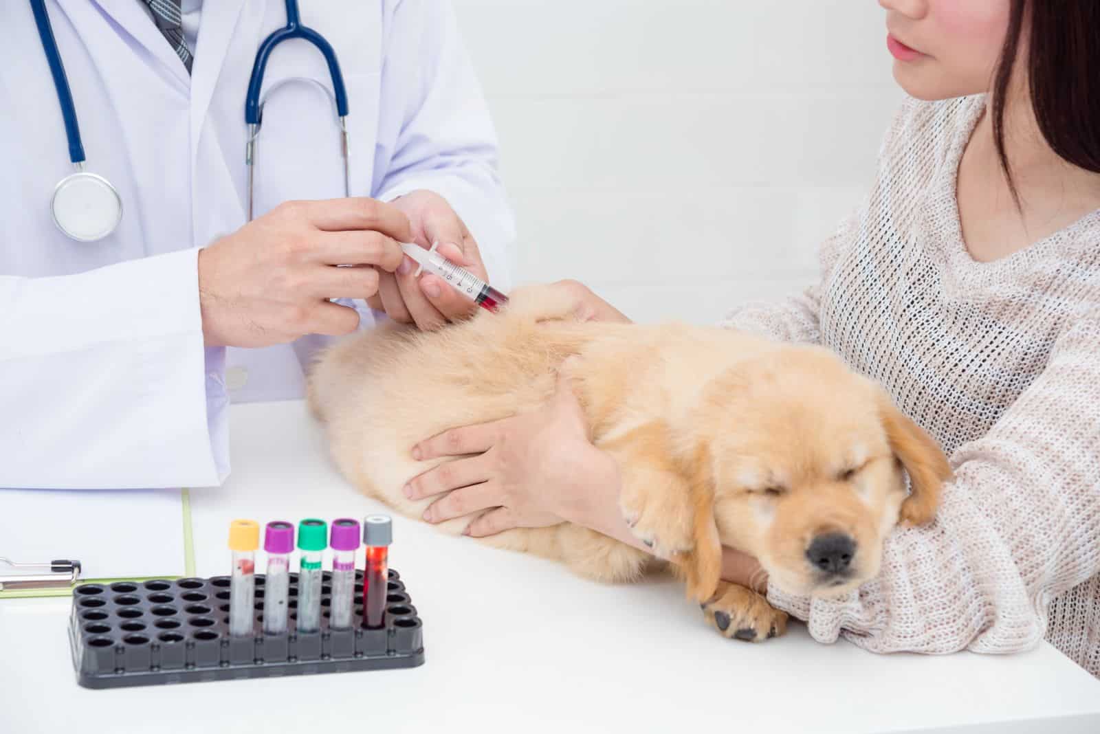 A Closer Look Into Testing For Allergies In Dogs