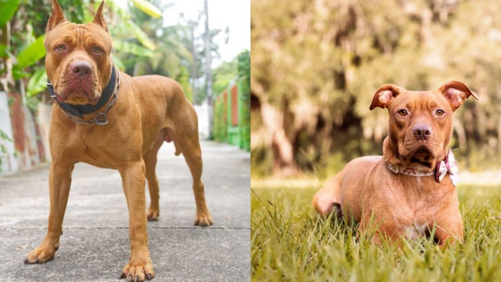 A Full Blooded Pitbull Or A Mix: How To Recognize?