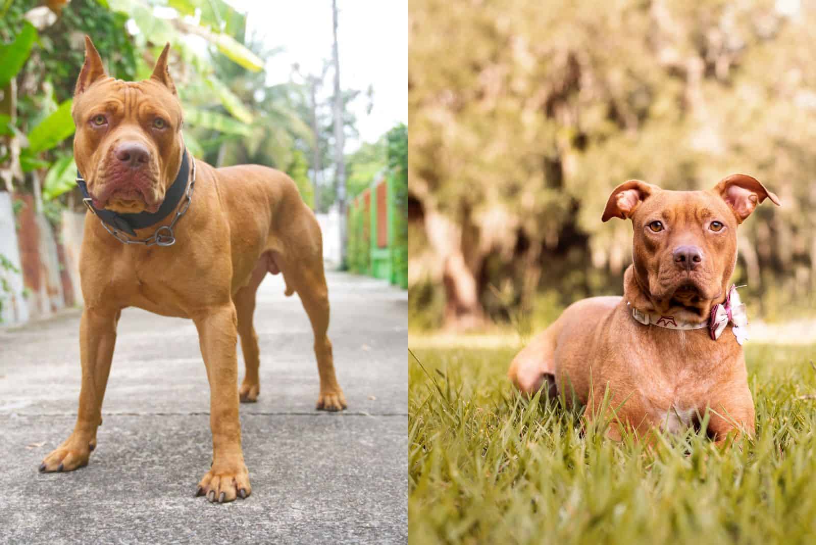 a purebred pitbull and a mixed breed