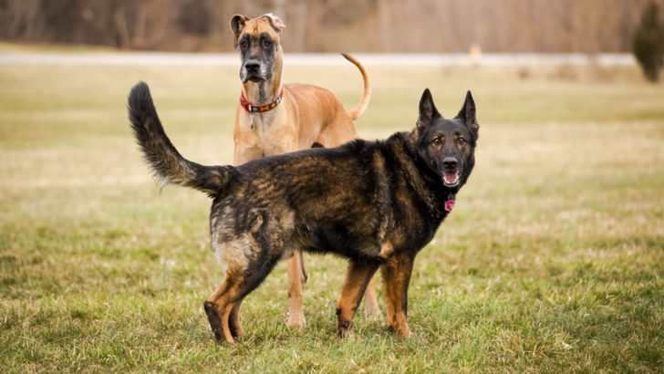 A Great Dane German Shepherd Mix: The Gentle Champion