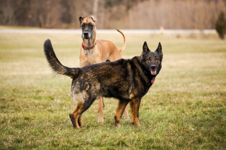 great dane and german shepherd in the park