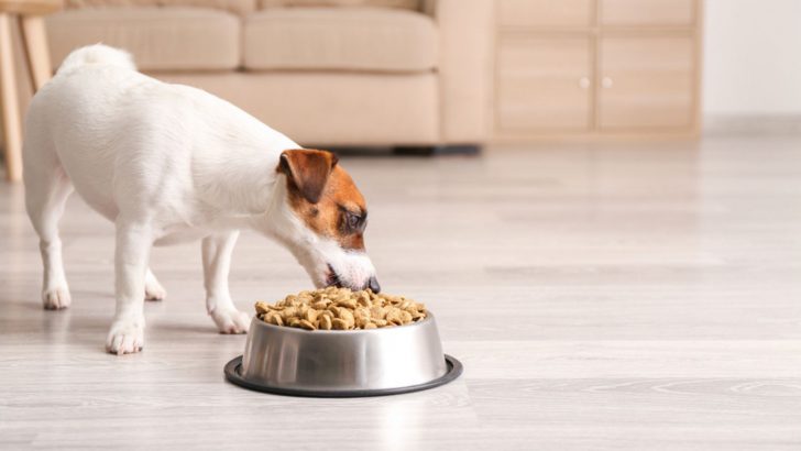 A Jack Russell Feeding Chart For Your Dog To Get Jacked