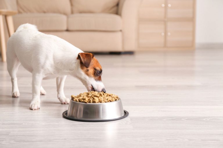 jack russell terrier eating from a bowl