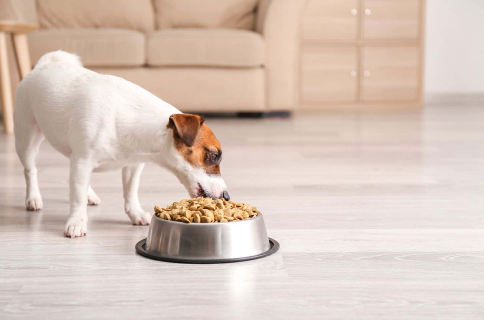jack russell terrier eating from a bowl