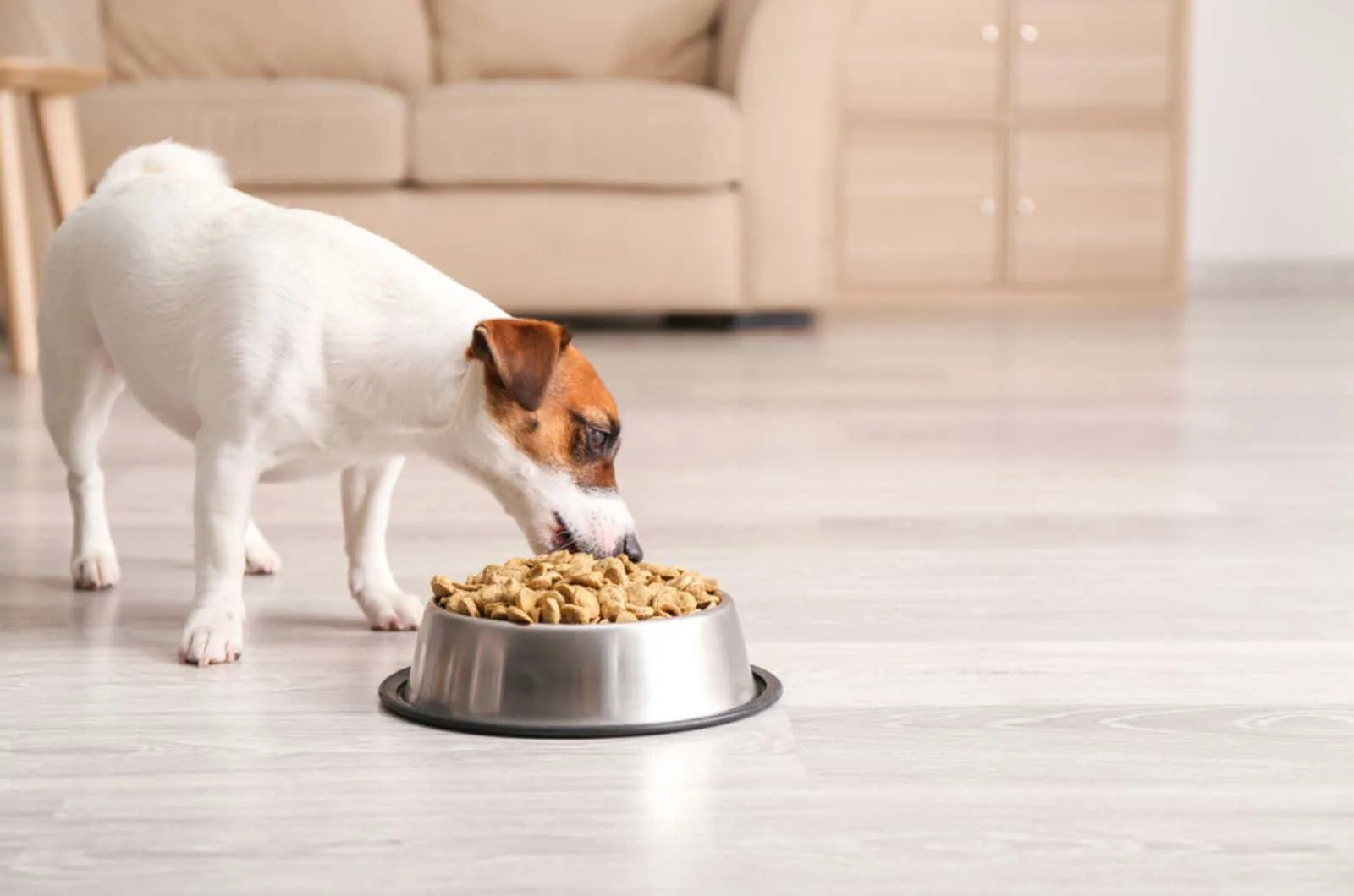 jack russell terrier eating from a bowl
