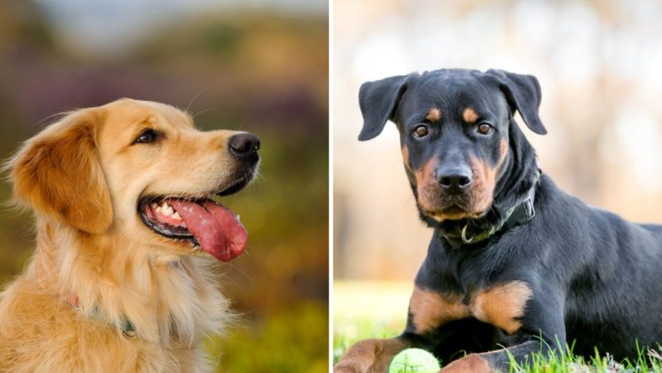 A Rottweiler Golden Retriever Mix: The Pawfect Combination