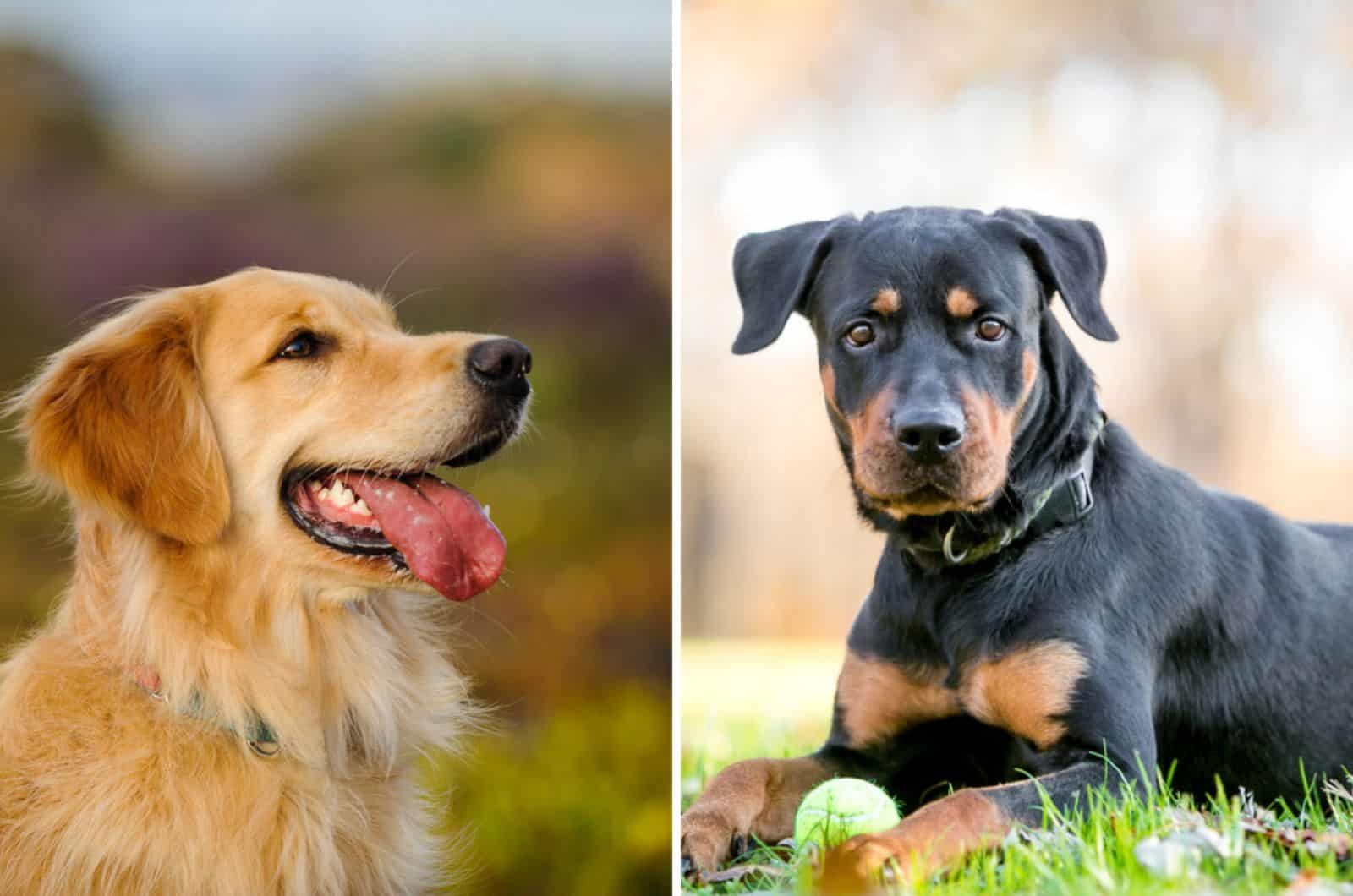 A Rottweiler Golden Retriever Mix: The Pawfect Combination