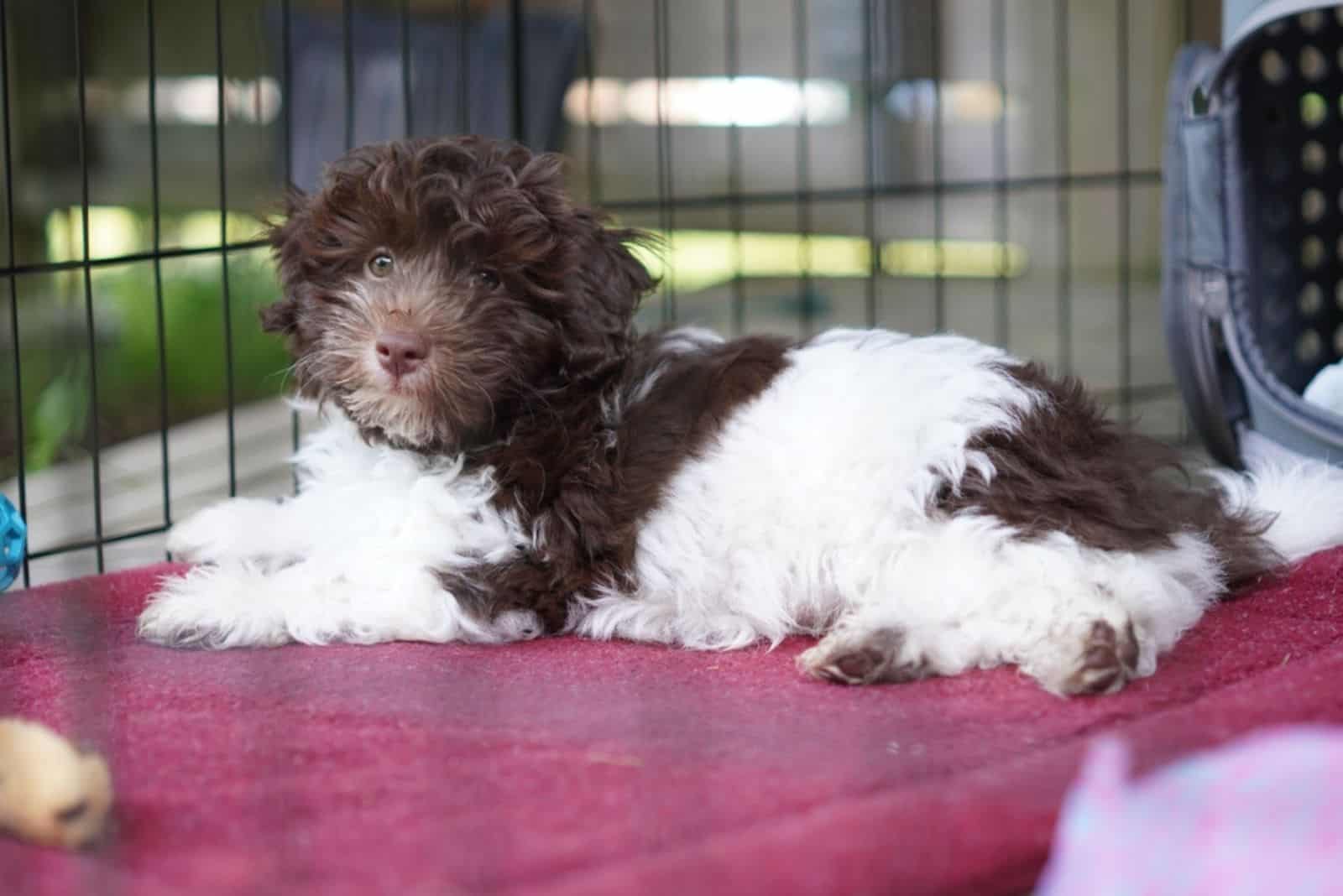 A cute Bernedoodle puppy lying in its cage