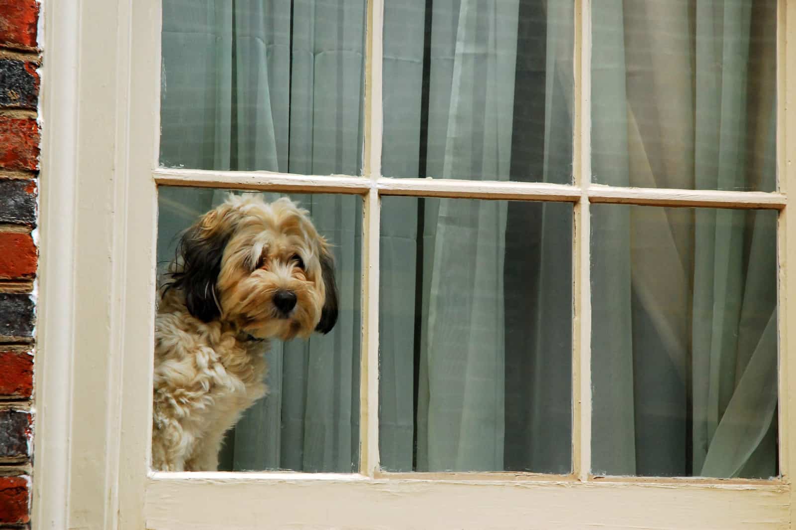 A cute dog alone in the house sits in the window