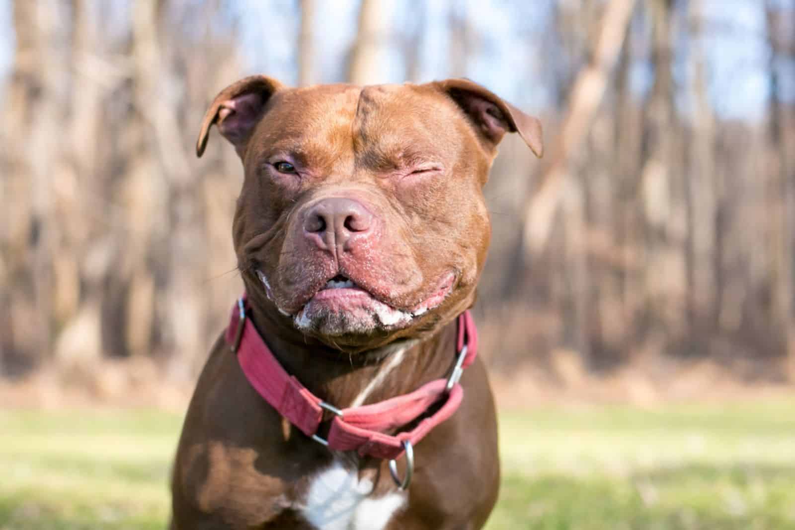 A red and white Pit Bull Terrier mixed breed dog winking