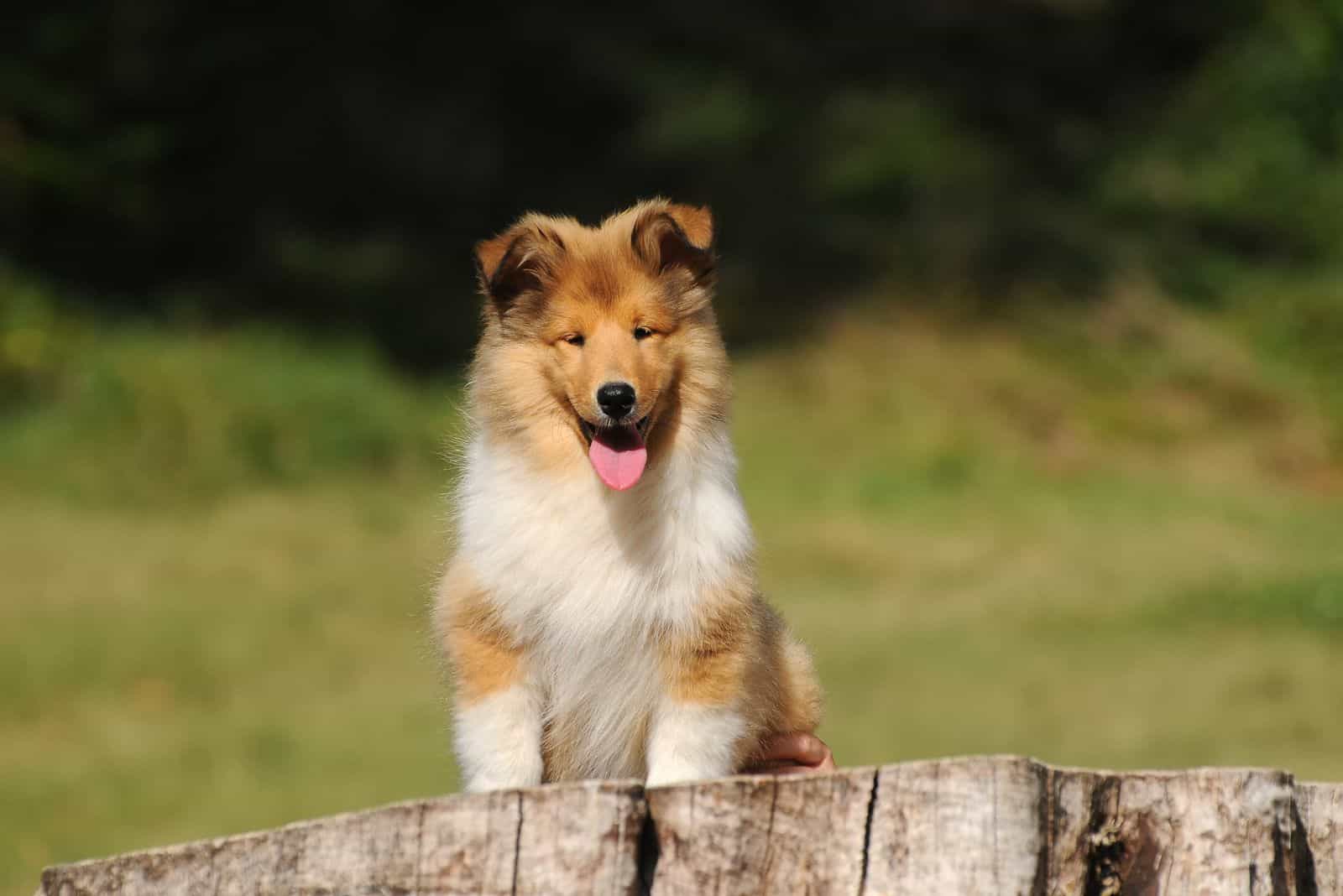 A rough collie puppy leans against a tree