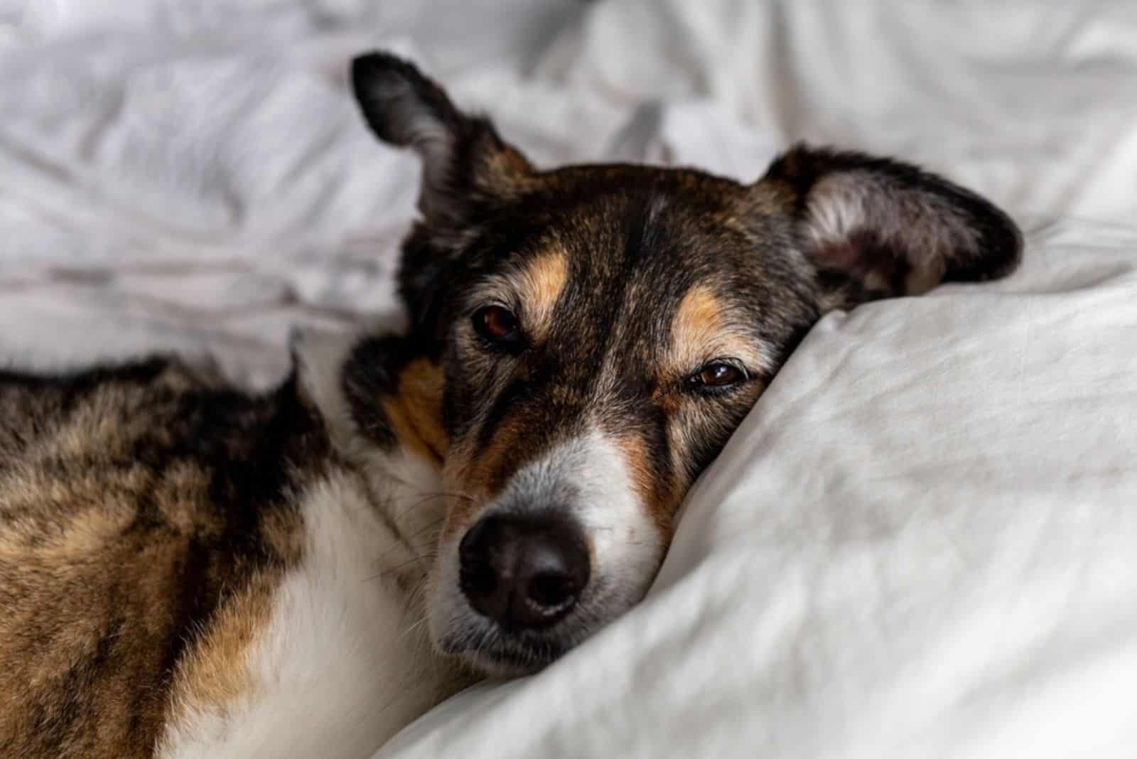 A senior dog resting on a bed