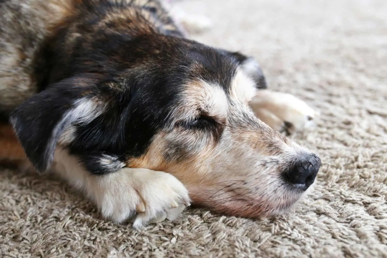 A sleepy senior pet German Shepherd mix breed dog is resting